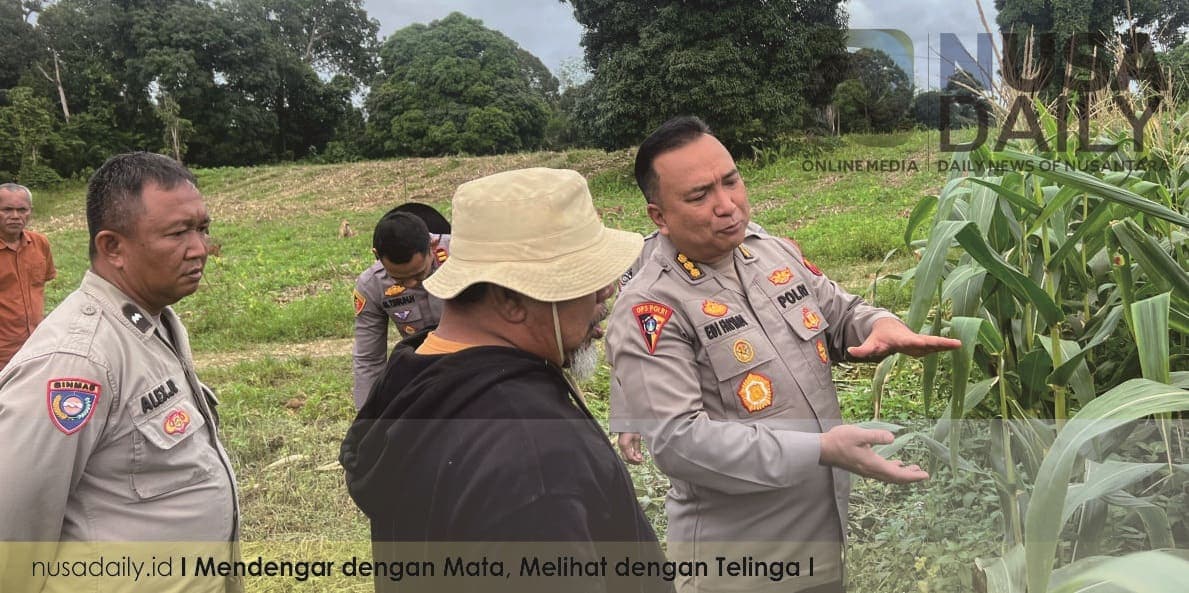 Panen Jagung Siap Dipasarkan, Kapolres Bungo dan Pejabat Polda Jambi Kunjungi Kebun Binaan