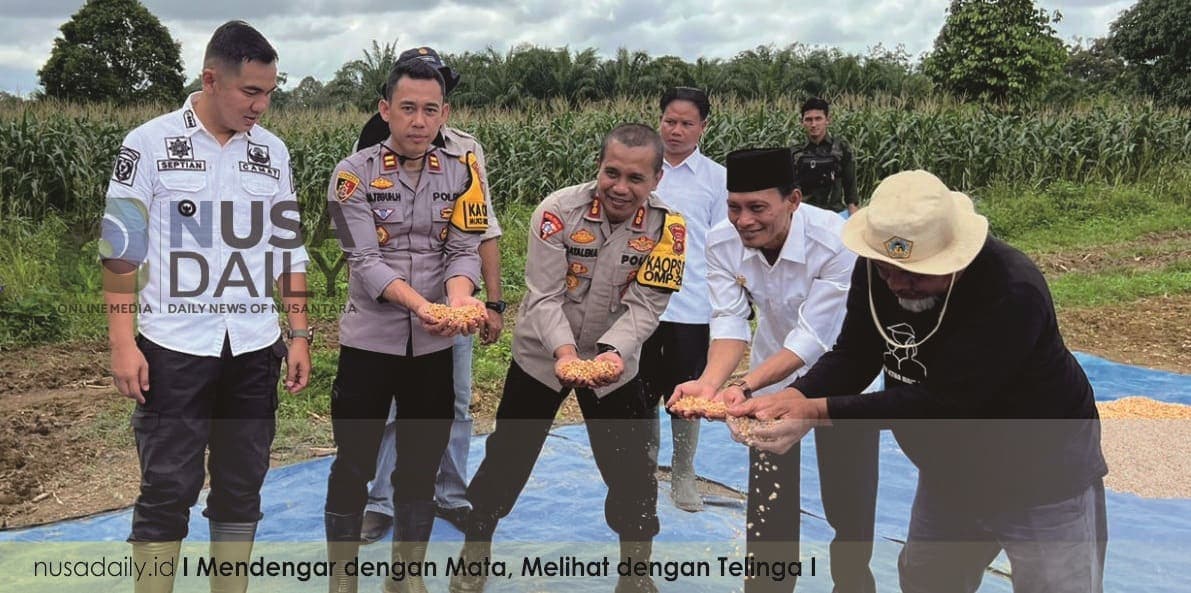 Polres Bungo Gelar Panen Raya Jagung, Dukung Program Ketahanan Pangan Nasional