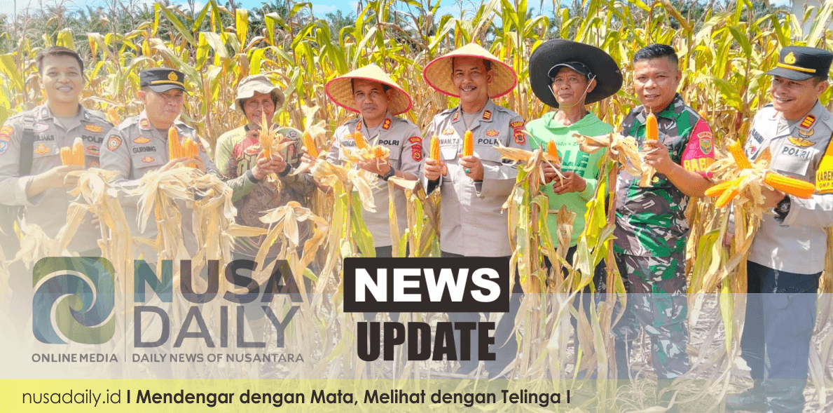 Kebersamaan di Ladang Jagung: Polres Bungo Panen Raya Bersama Warga